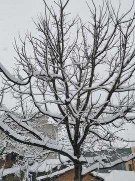 树枝纹理雪景