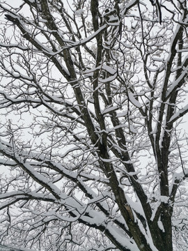 树枝纹理雪景