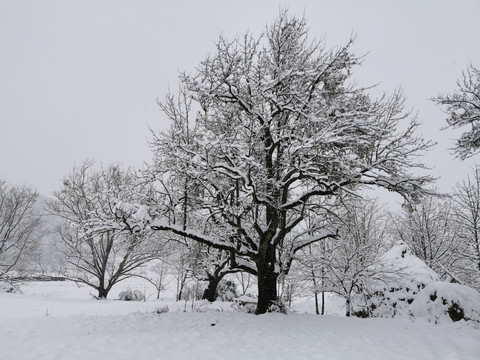 田野中大树乡村雪景