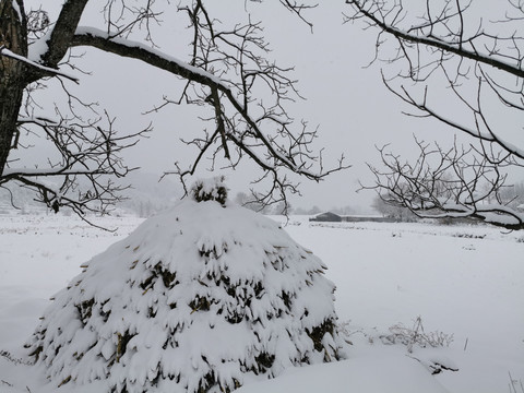 冬天雪景田野上的大树草堆