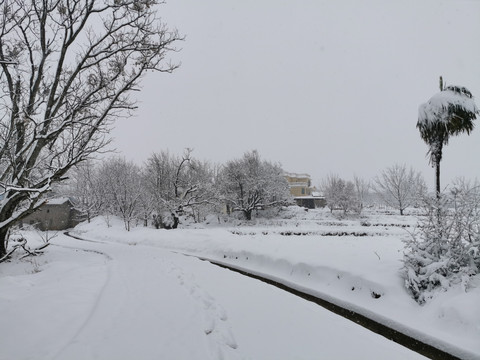 田野中大树乡村雪景