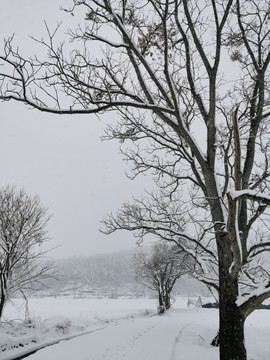 冬天雪景田野上的大树