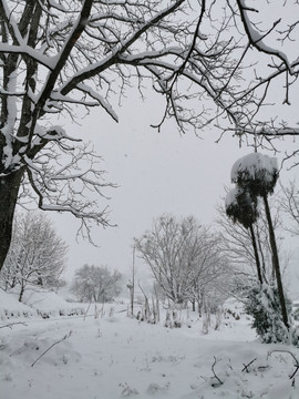 乡村雪景大树美景树枝纹理