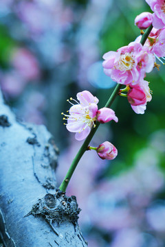 盛开的梅花