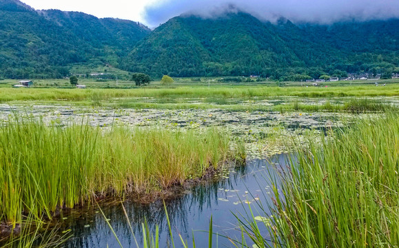 云南腾冲草海湿地