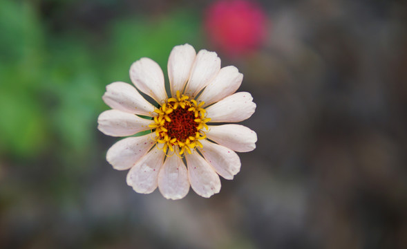 百日菊