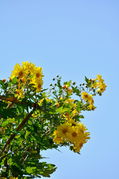 菊花