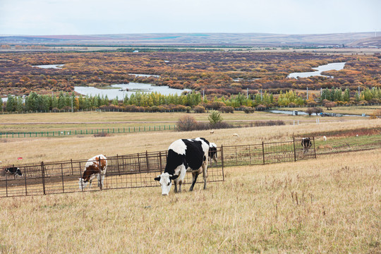 秋季河流湿地草原牧场牛群
