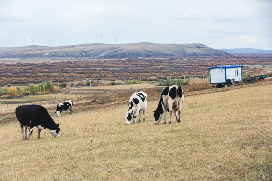 秋季湿地草原牛群牧场