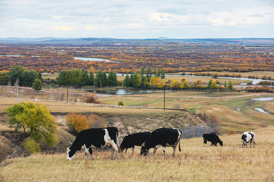 秋季湿地草原牛群