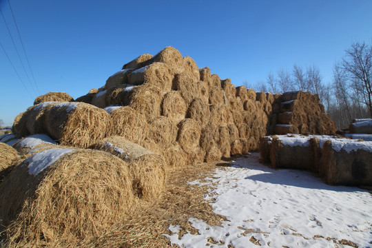 冬天雪地里的稻草