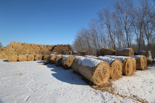 冬天雪地里的稻草