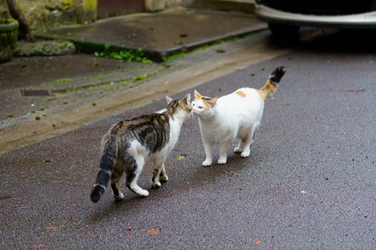 街头的两只猫