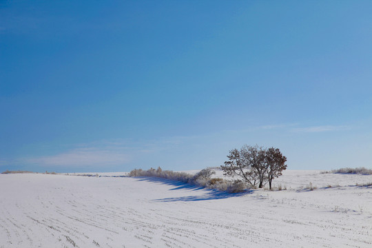 东北冬景雪景蓝天独树一棵树