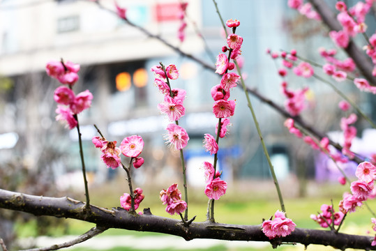 梅花