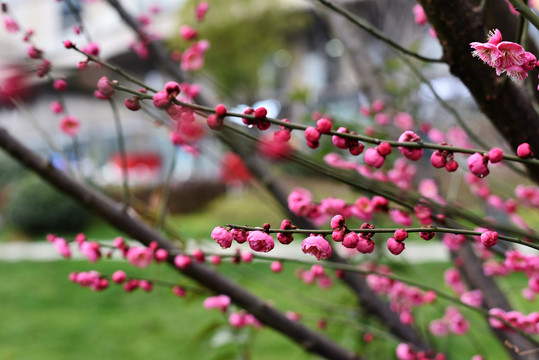 梅花枝