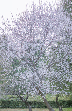 春季桃花树