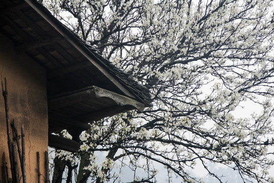 梨花和土房子