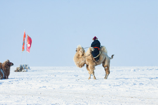 雪地骑骆驼蒙古人