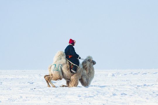 冬季雪原草原积雪骑骆驼