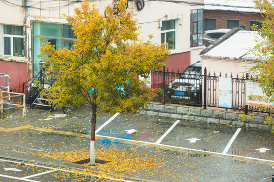 秋季街道枫树