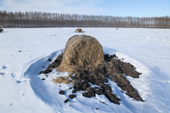 白雪覆盖的大地