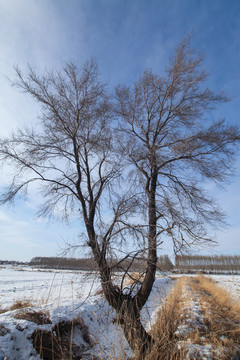 树冬天