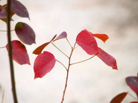 秋天乌桕树红色的叶子