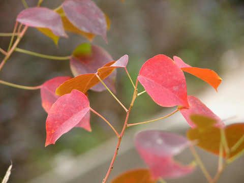 秋天乌桕树红色的叶子