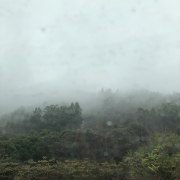 雨后的森林