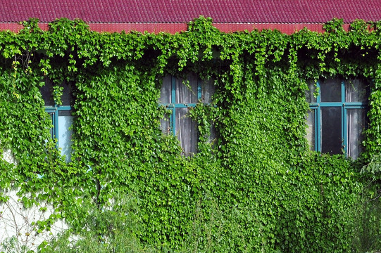 被绿藤包围的窗