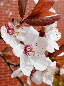 樱花特写