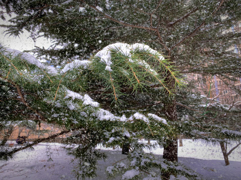 雪中松枝