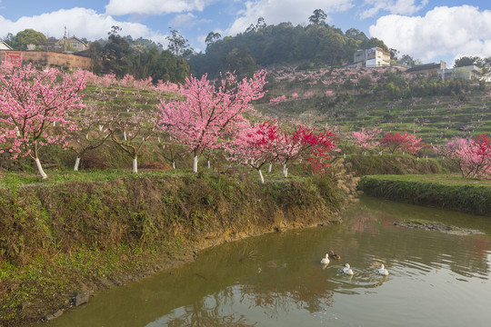 桃花蓝天白云水塘鸭子美丽乡村