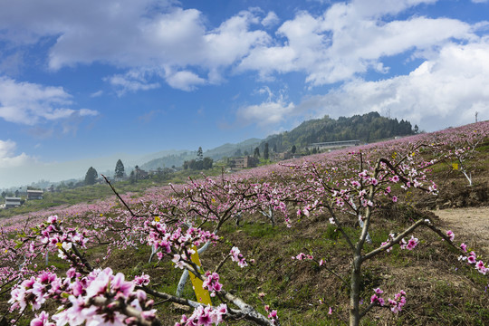 绥江南岸桃园桃花自然景观