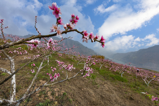 绥江南岸桃园桃花自然景观