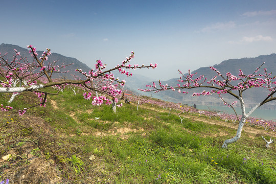 桃花蓝天白云自然风光