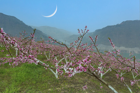桃花盛开蓝天月亮自然风光