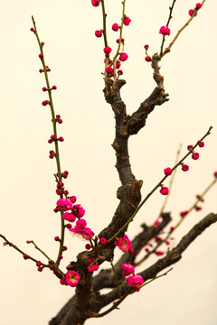 武汉东湖梅园里的梅花