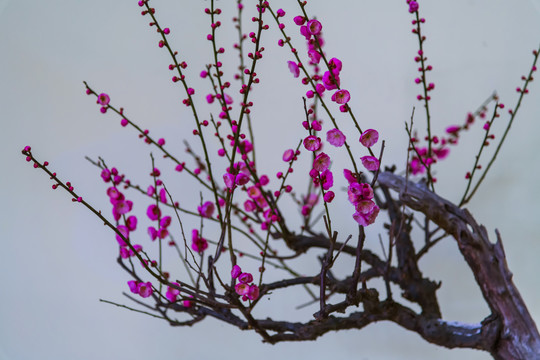 武汉东湖梅园里的梅花