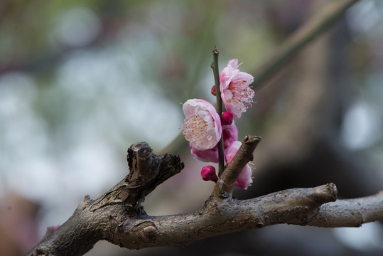 盛开的梅花