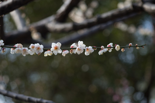 盛开的梅花