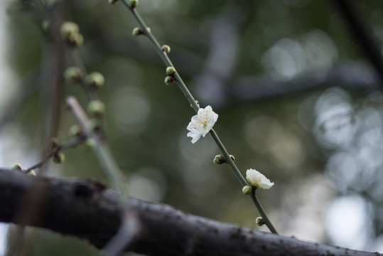 梅花