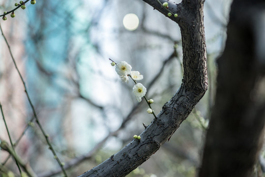 梅花