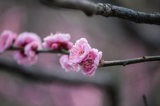 梅花绽放