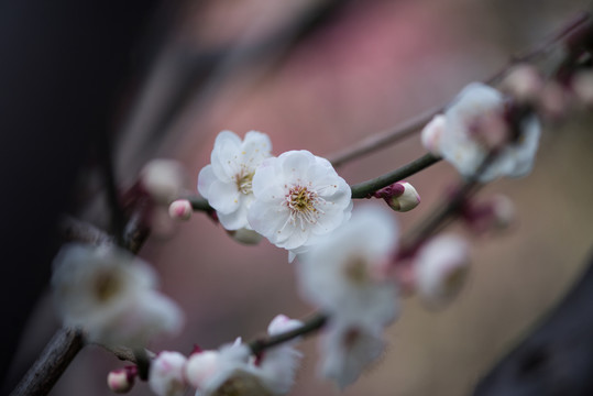 梅花绽放