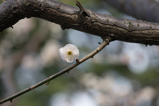 盛开的梅花