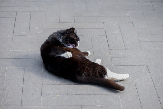 公园里的流浪猫