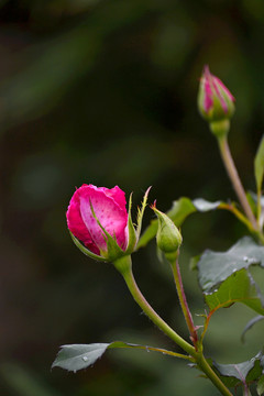 月季花蕾