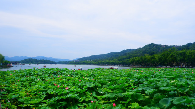 山水风景荷花图片